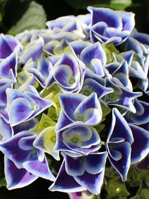 Hortenzia
